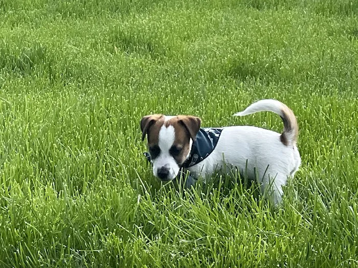 Sploot Veterinary Care - Arvada Picture 10