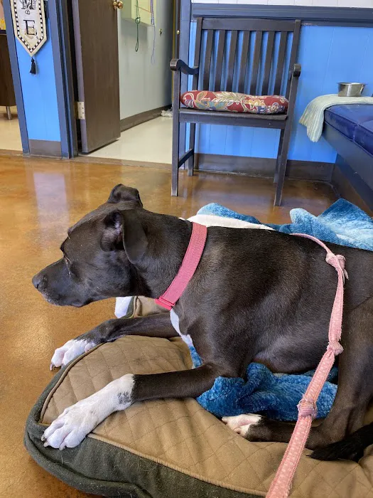 4 Paws Animal Clinic Picture 4