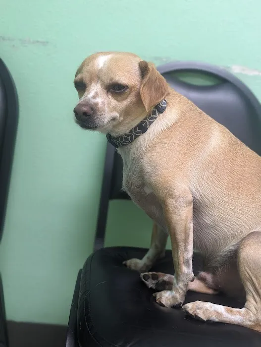 4 Paws Animal Clinic Picture 1