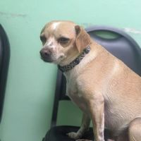 4 Paws Animal Clinic ico