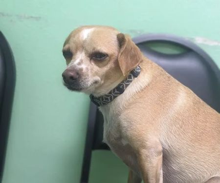 4 Paws Animal Clinic