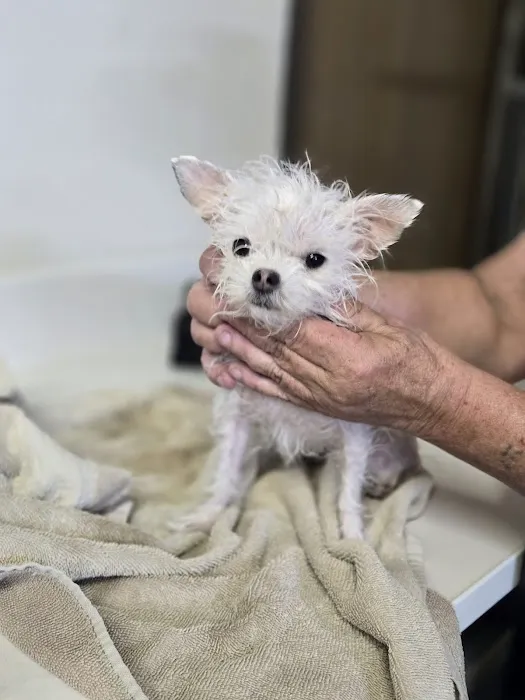 4 Paws Animal Clinic Picture 8