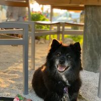 Banfield Pet Hospital ico