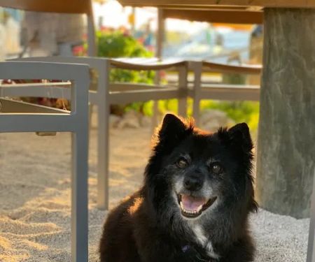 Banfield Pet Hospital