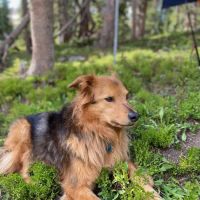 Jefferson Animal Clinic ico