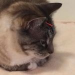 Foster Holly S