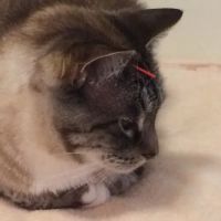 Foster Holly S ico