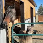 Mobile Veterinary Services