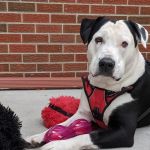 Northfield Veterinary Hospital