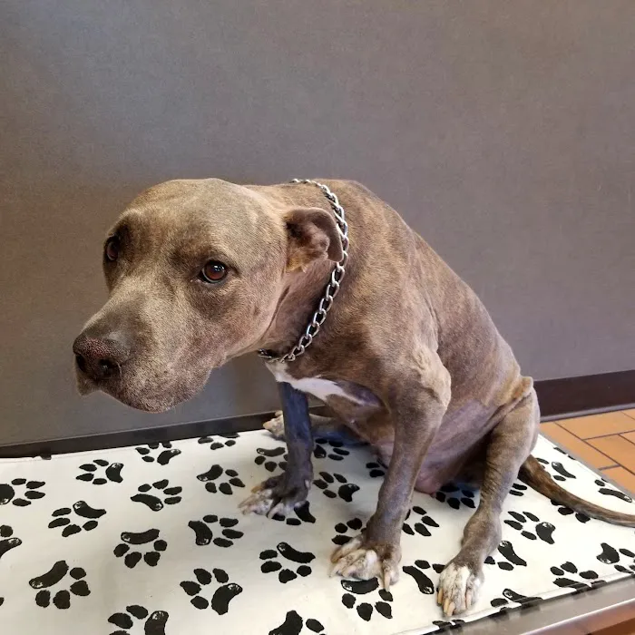 Alameda Veterinary Clinic Picture 9