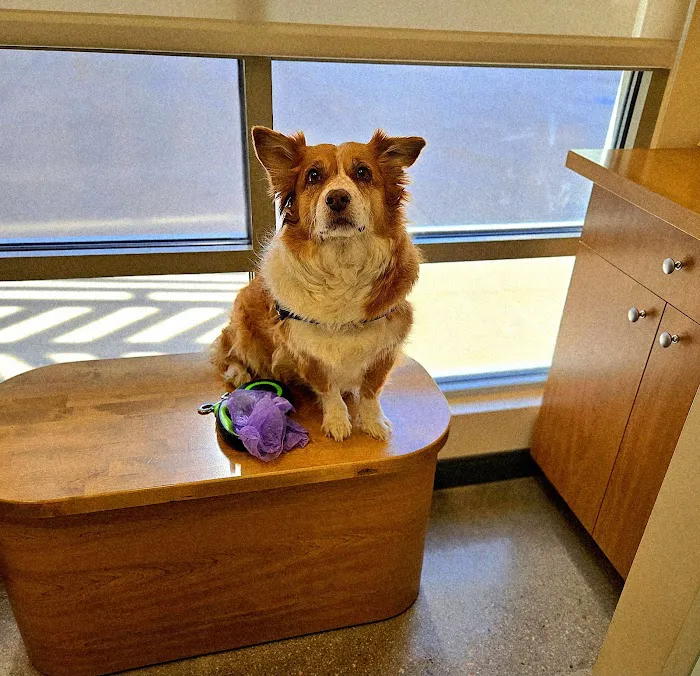 Sploot Veterinary Care - Belmar Picture 9