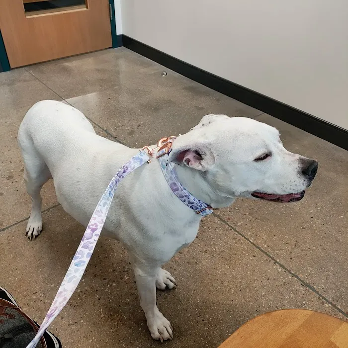 Sploot Veterinary Care - Belmar Picture 10