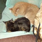 Front Range Veterinary Clinic