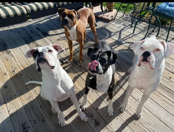 Vetco Total Care Animal Hospital Picture 9