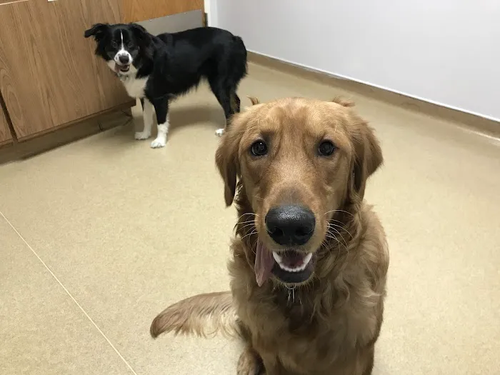 VCA Southeast Area Animal Hospital Picture 9