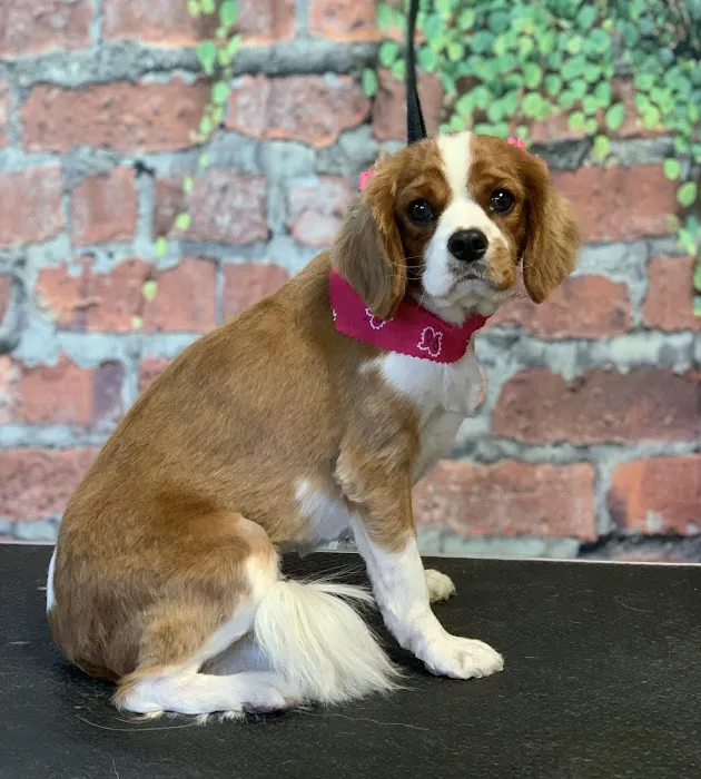 VCA Southeast Area Animal Hospital Picture 10