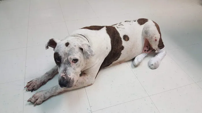 Broadview Animal Clinic Picture 2