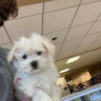 Broadview Animal Clinic ico