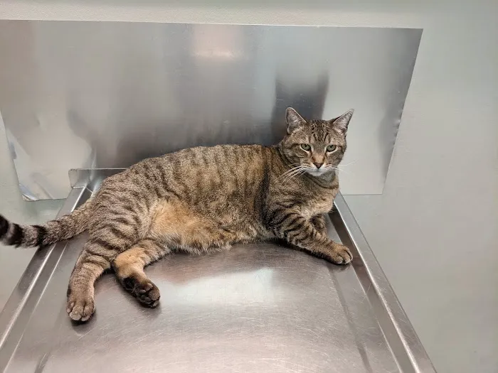 Broadview Animal Clinic Picture 9