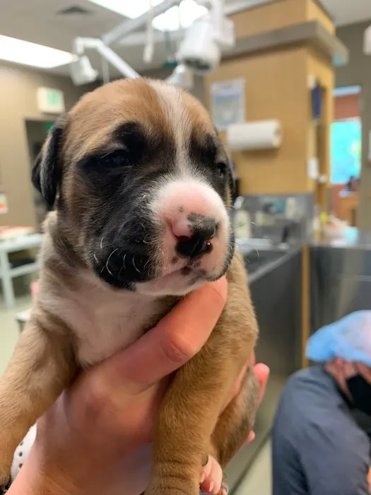 Gentle Touch Animal Hospital Picture 6