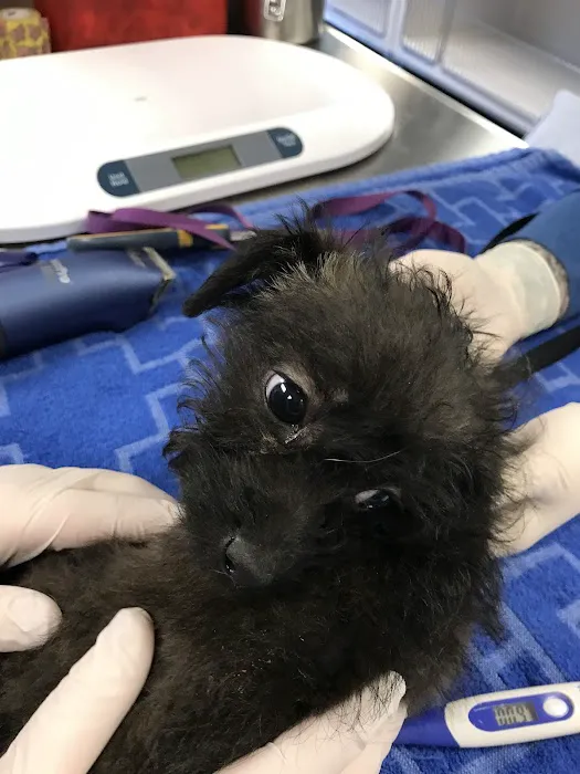 Pet Care Coalition, Inc Picture 10