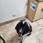 Altos Veterinary Clinic