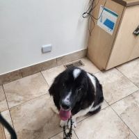 Altos Veterinary Clinic ico