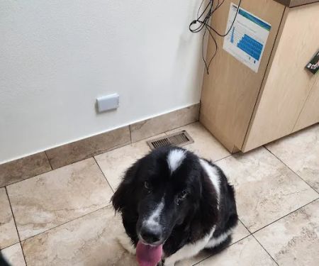 Altos Veterinary Clinic