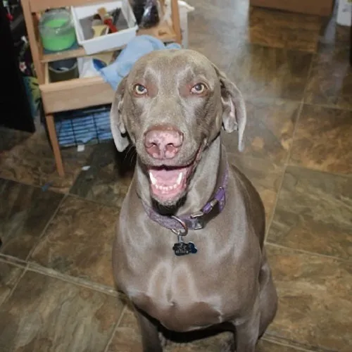 Altos Veterinary Clinic Picture 3
