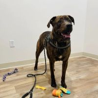 MoVET @ Belleview Station ico