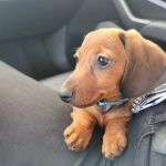 State Of The Heart Veterinary Care