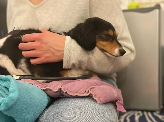 Elevate Animal Rehab Picture 1