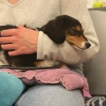 Elevate Animal Rehab