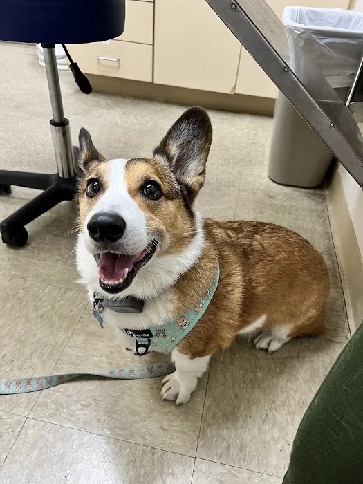 Abbey Pet Hospital Picture 1