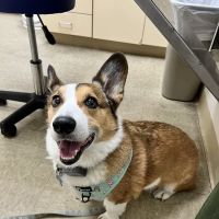Abbey Pet Hospital ico