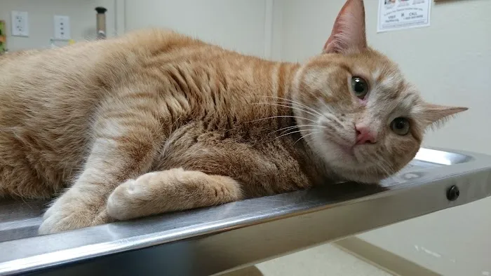 Abbey Pet Hospital Picture 2