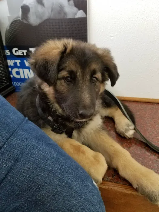 El Cerrito Pet Hospital Picture 2