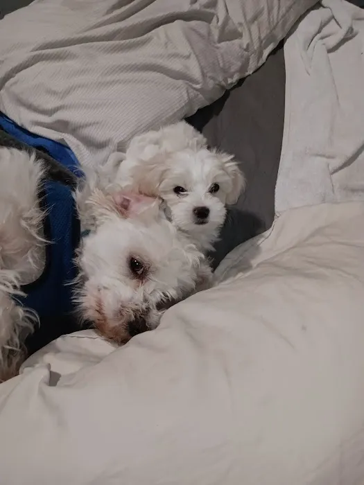 El Cerrito Pet Hospital Picture 4