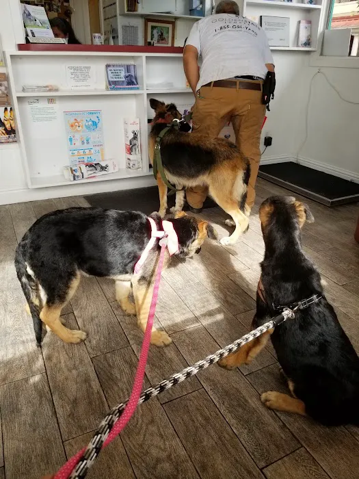 El Cerrito Pet Hospital Picture 3