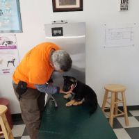 El Cerrito Pet Hospital ico