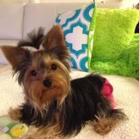Richmond Veterinary Hospital ico