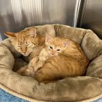 LouVet Animal Clinic