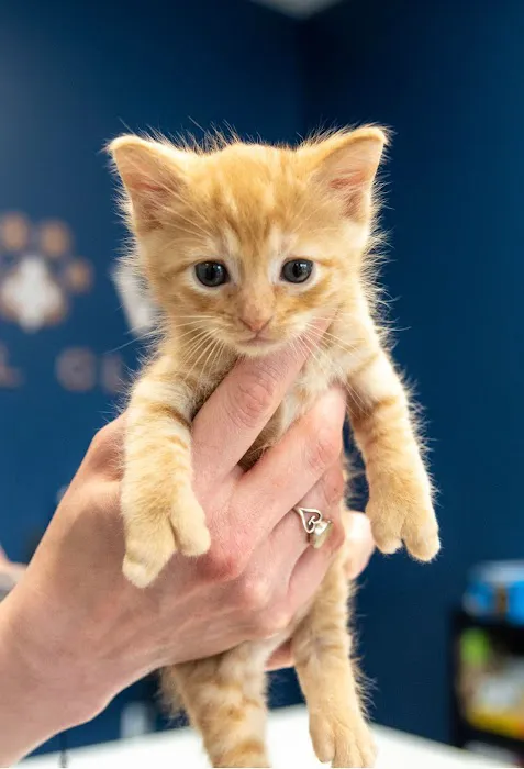 LouVet Animal Clinic Picture 6