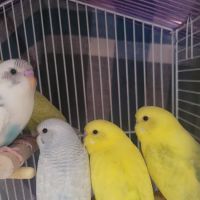 All Pets Veterinary Center ico