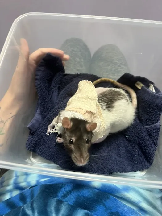 All Pets Veterinary Center Picture 5