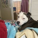 Dr John's Pet Care Clinic