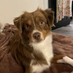 Tisdale Animal Hospital Emergency & Wellness Center