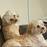 Banfield Pet Hospital