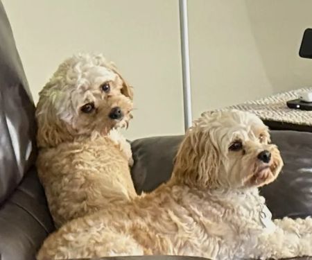 Banfield Pet Hospital