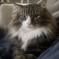 Springhurst Animal Hospital ico